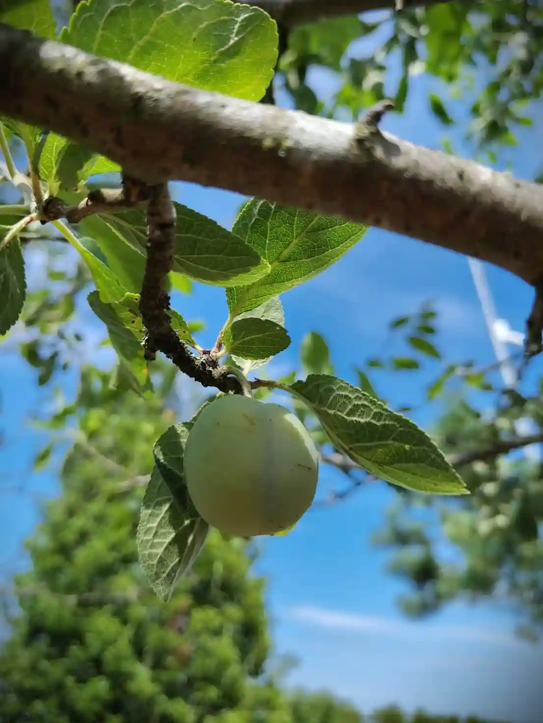 Pruimenboom 'Victoria' | Hoogstam