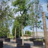 Pruimenboom 'Opal' | Halfstam