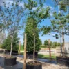 Pruimenboom 'Victoria' | Hoogstam
