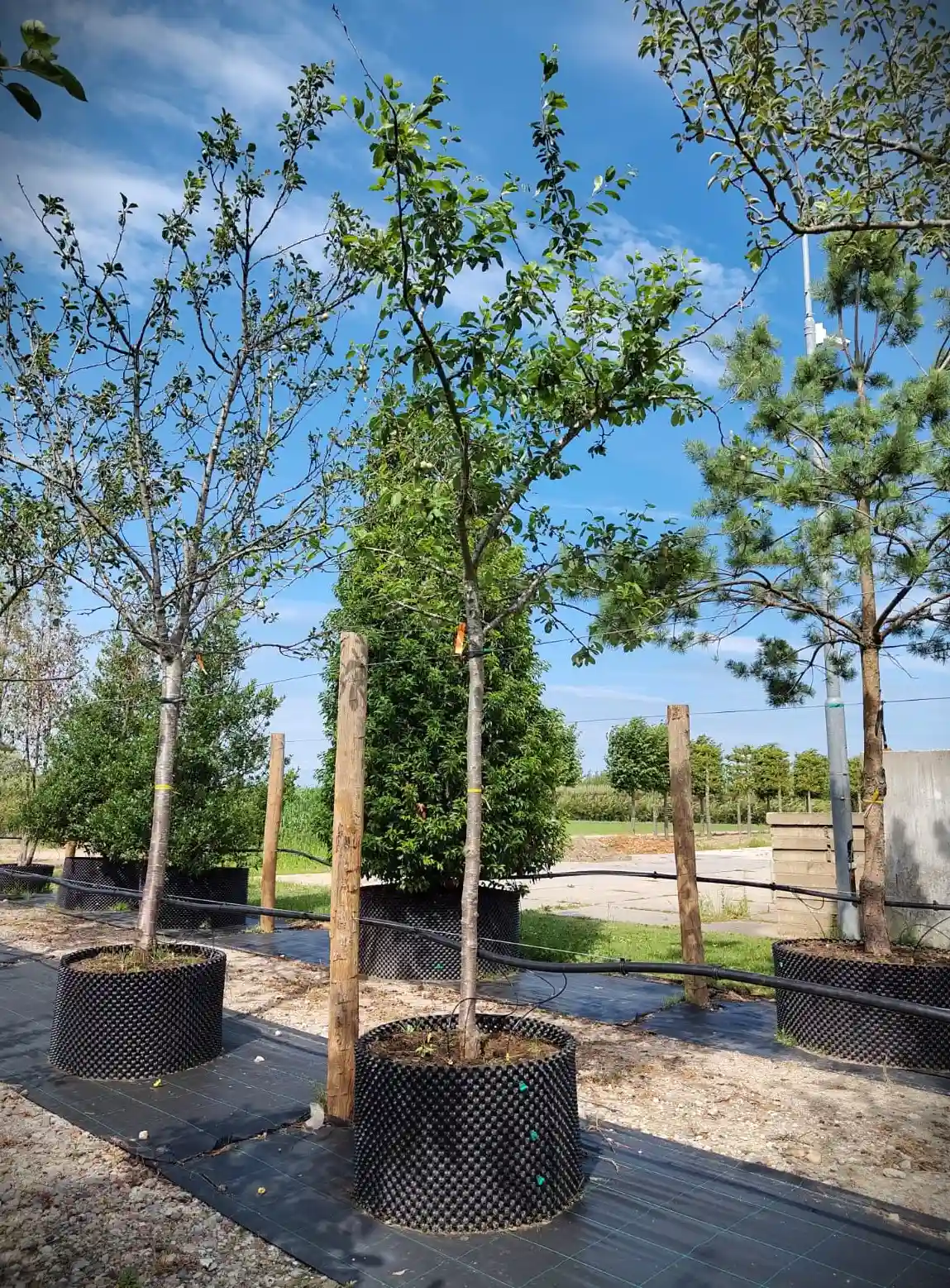 Pruimenboom 'Victoria' | Hoogstam