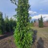 Laurierkers 'Rotundifolia' | Struikvorm