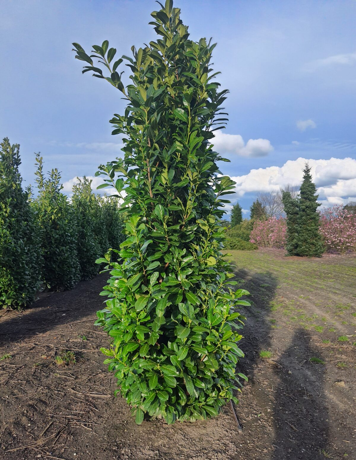 Laurierkers 'Rotundifolia' | Struikvorm