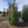 Laurierkers 'Rotundifolia' | Struikvorm