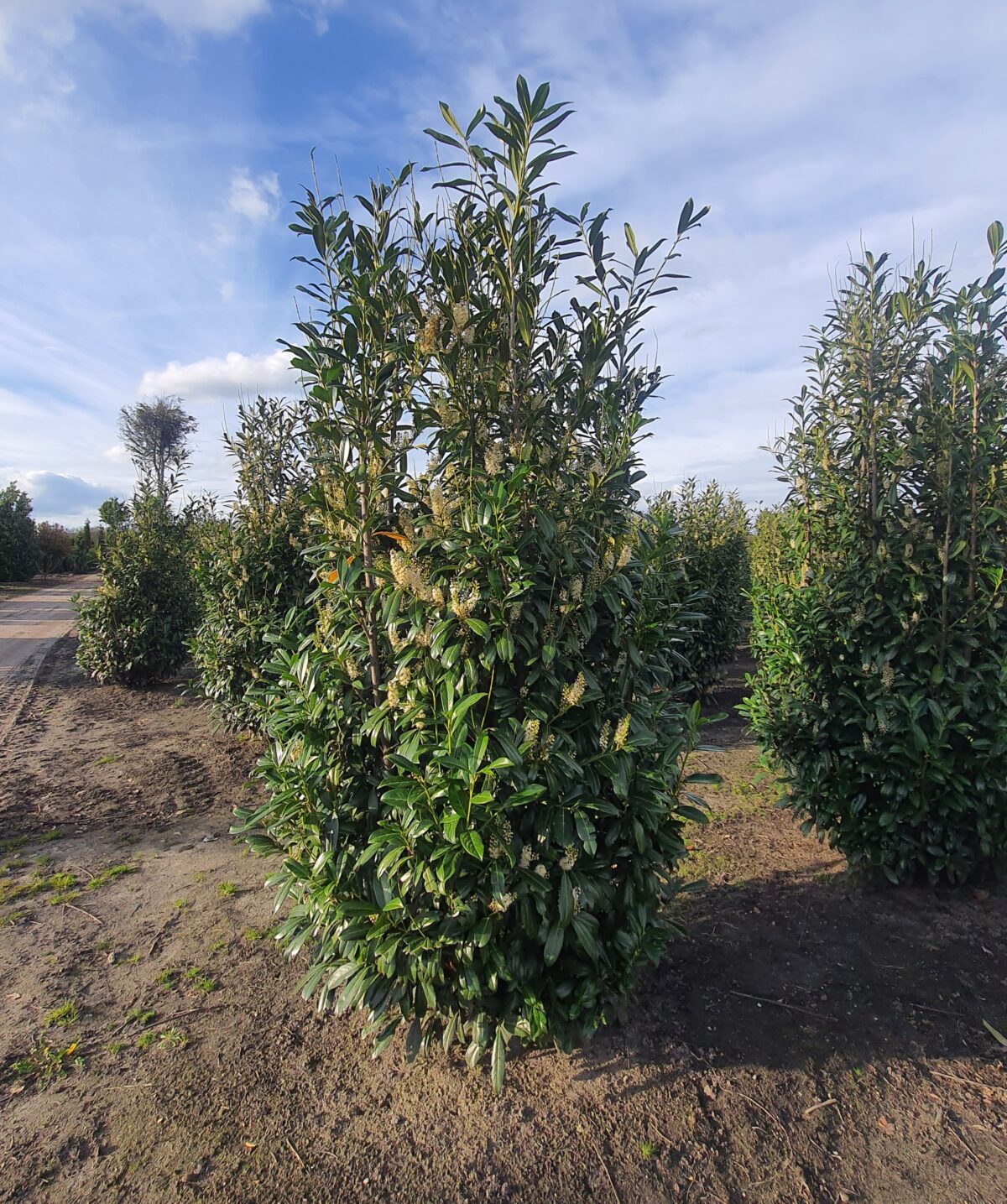 Laurierkers 'Rotundifolia' | Struikvorm