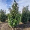 Laurierkers 'Rotundifolia' | Struikvorm