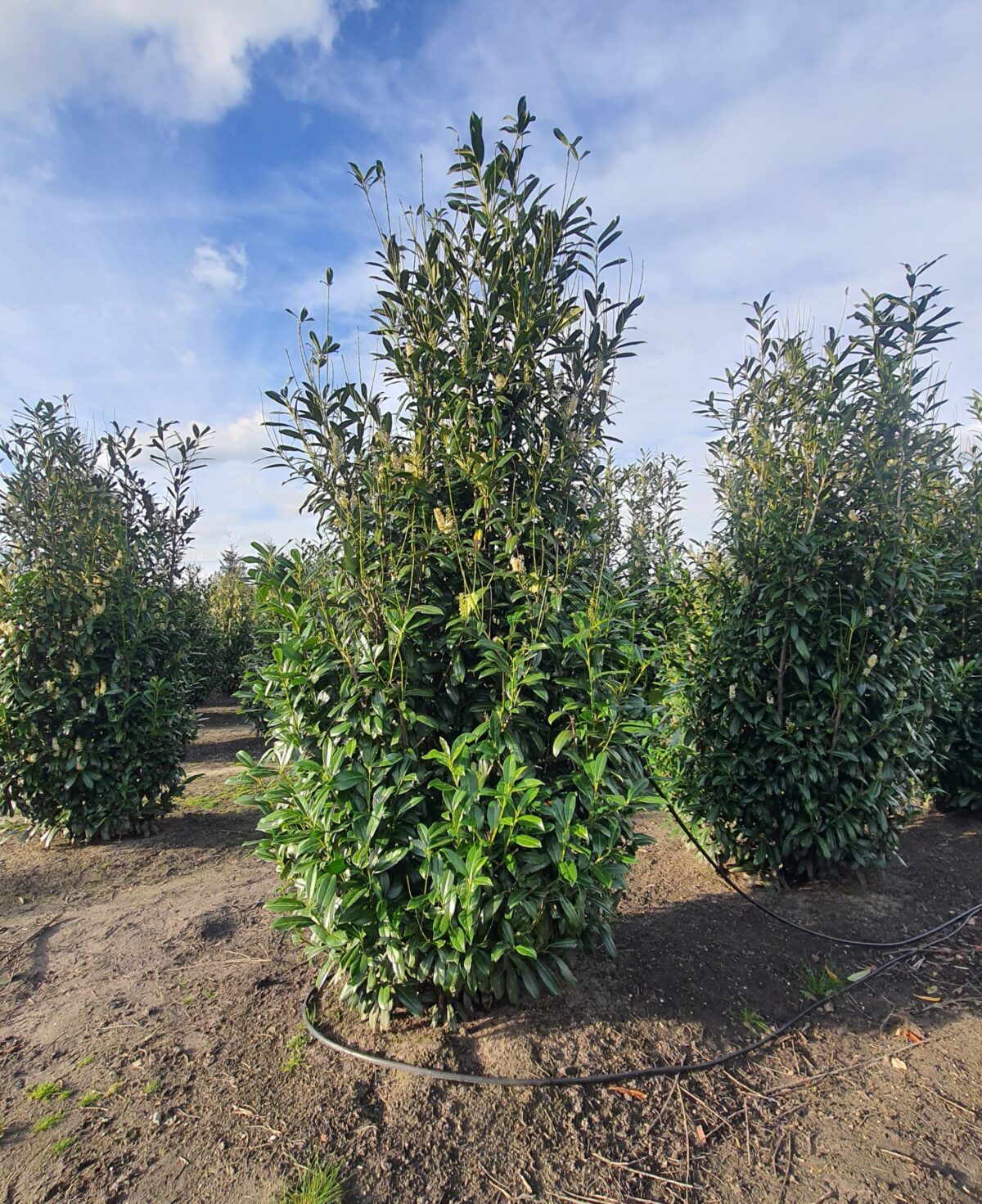 Laurierkers 'Rotundifolia' | Struikvorm