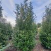 Laurierkers 'Rotundifolia' | Struikvorm