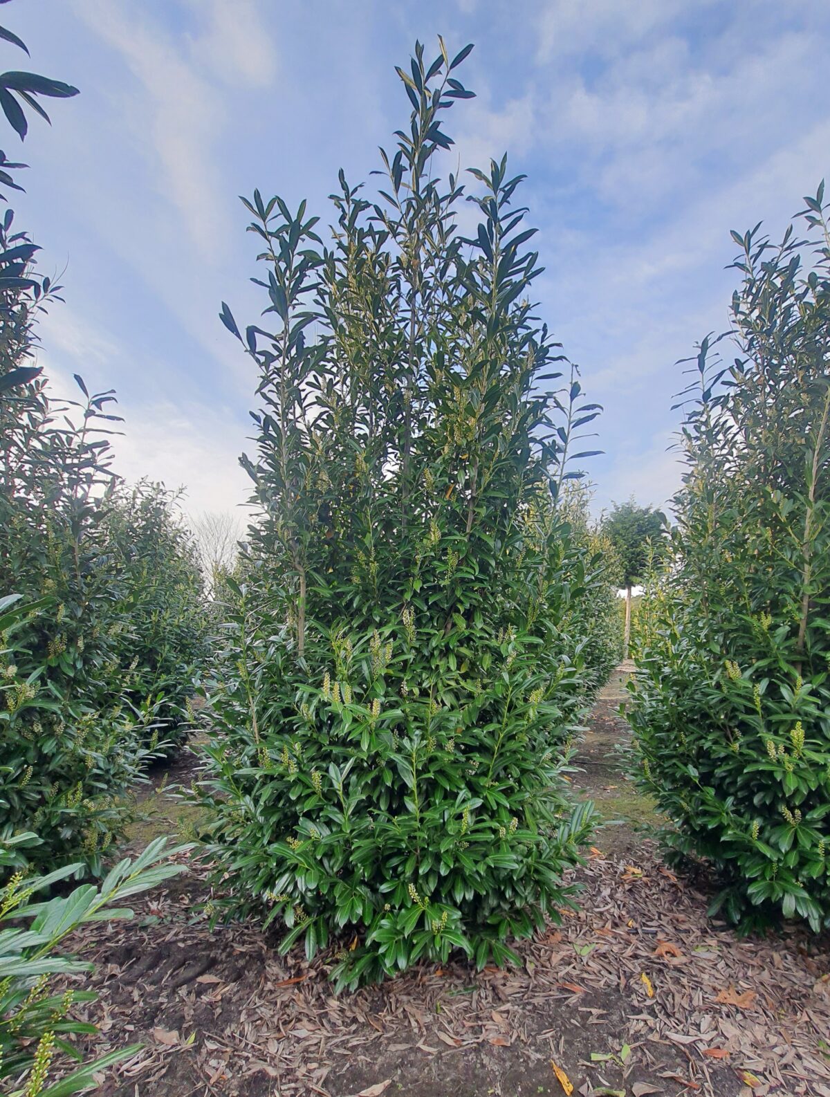 Laurierkers 'Rotundifolia' | Struikvorm