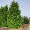Laurierkers 'Rotundifolia' | Struikvorm
