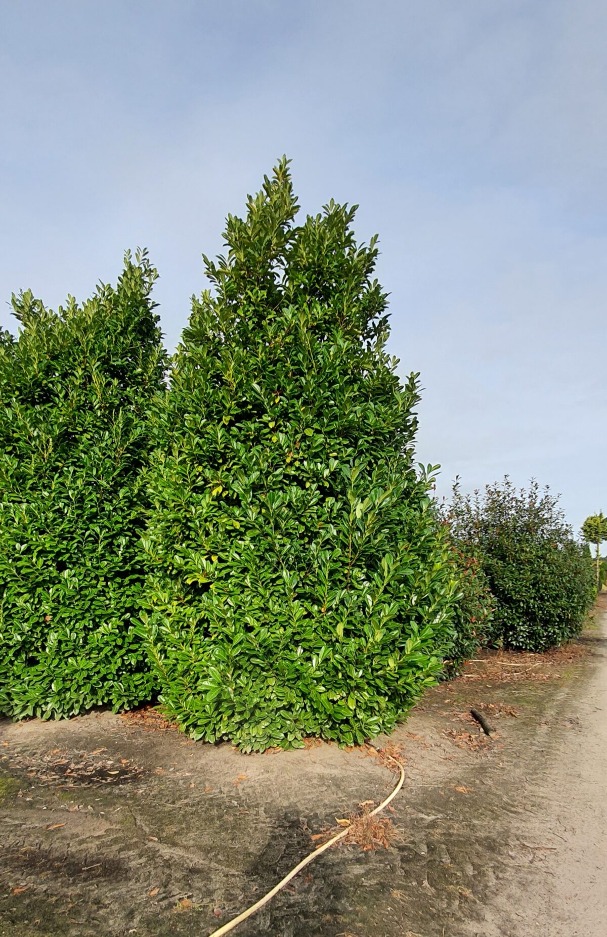 Laurierkers 'Rotundifolia' | Struikvorm