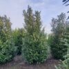 Laurierkers 'Rotundifolia' | Struikvorm