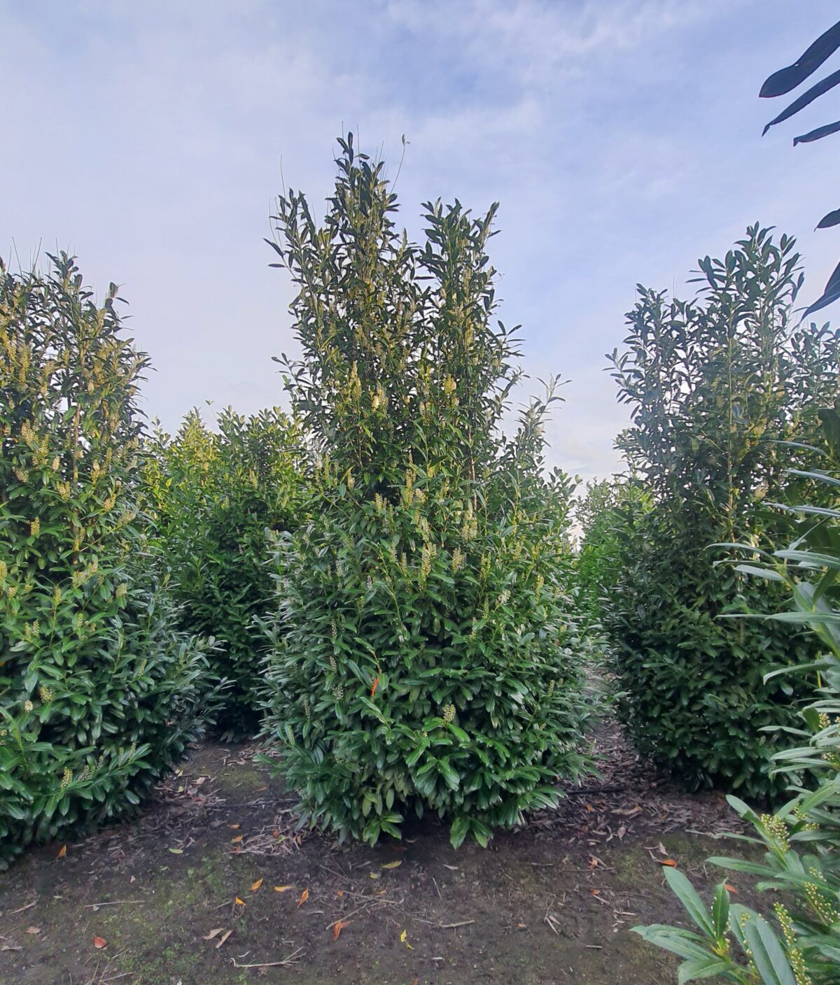 Laurierkers 'Rotundifolia' | Struikvorm