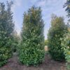 Laurierkers 'Rotundifolia' | Struikvorm