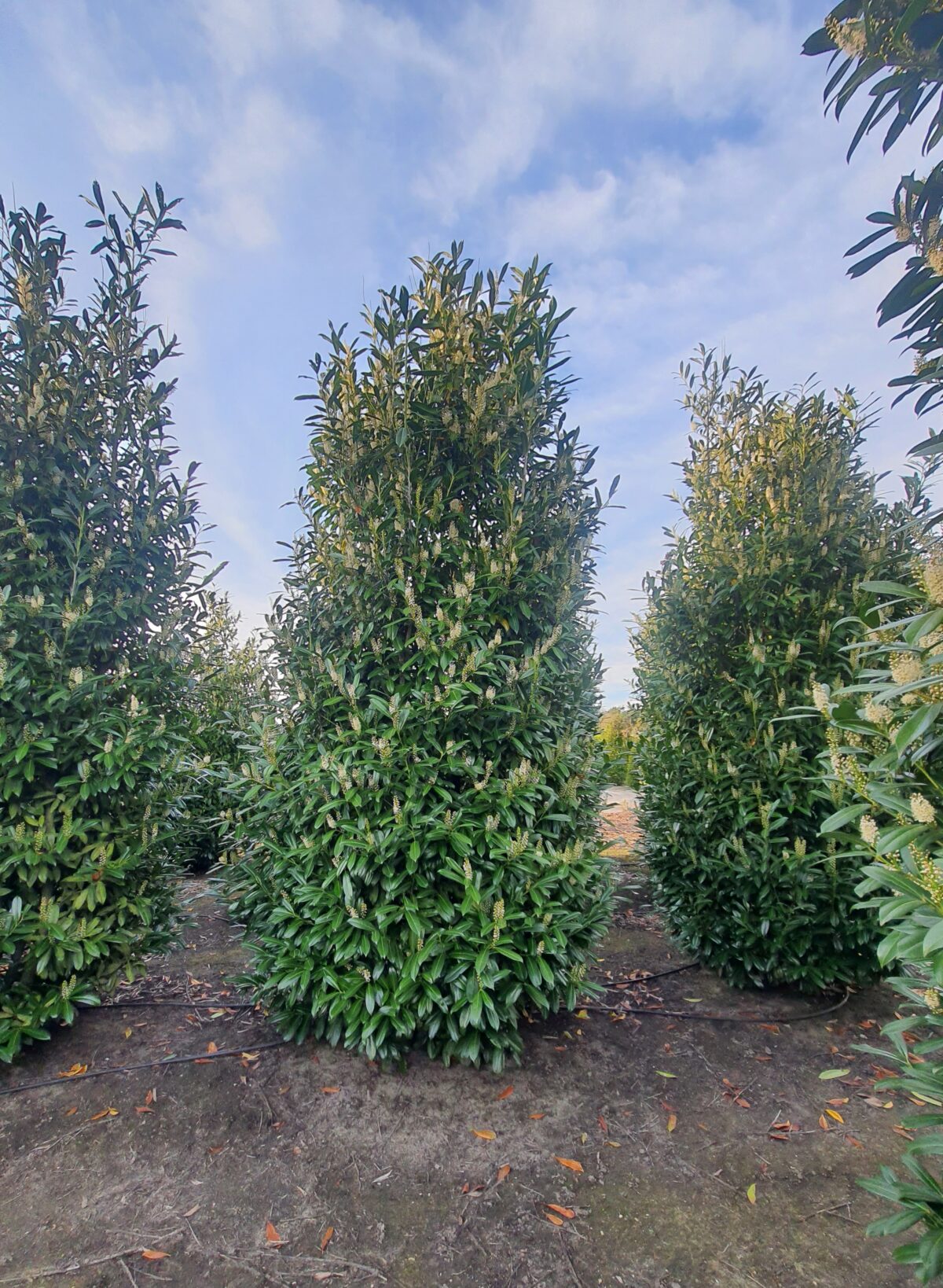 Laurierkers 'Rotundifolia' | Struikvorm