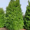 Laurierkers 'Rotundifolia' | Struikvorm