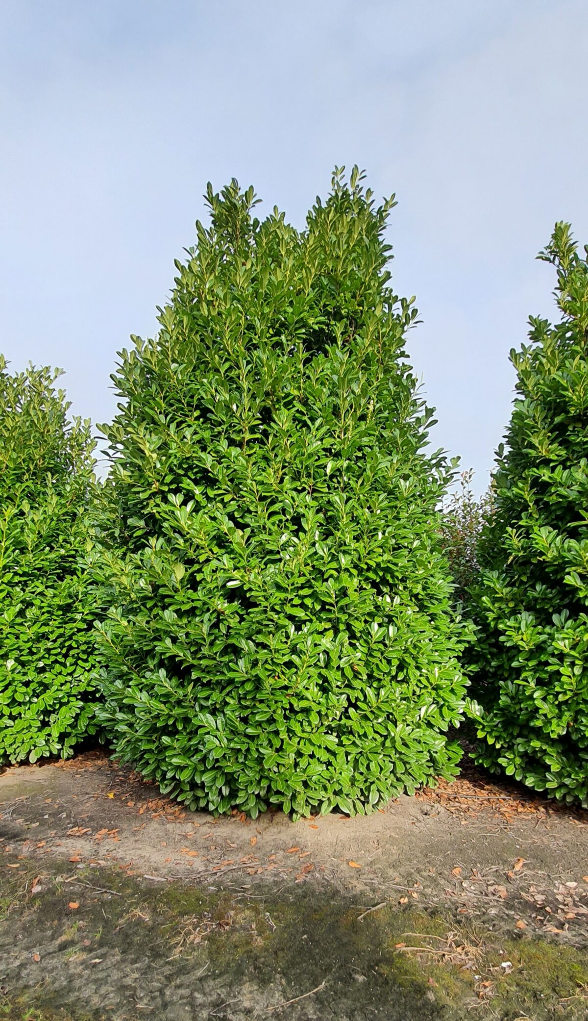 Laurierkers 'Rotundifolia' | Struikvorm