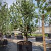 Perenboom 'Conference' | Laagstam