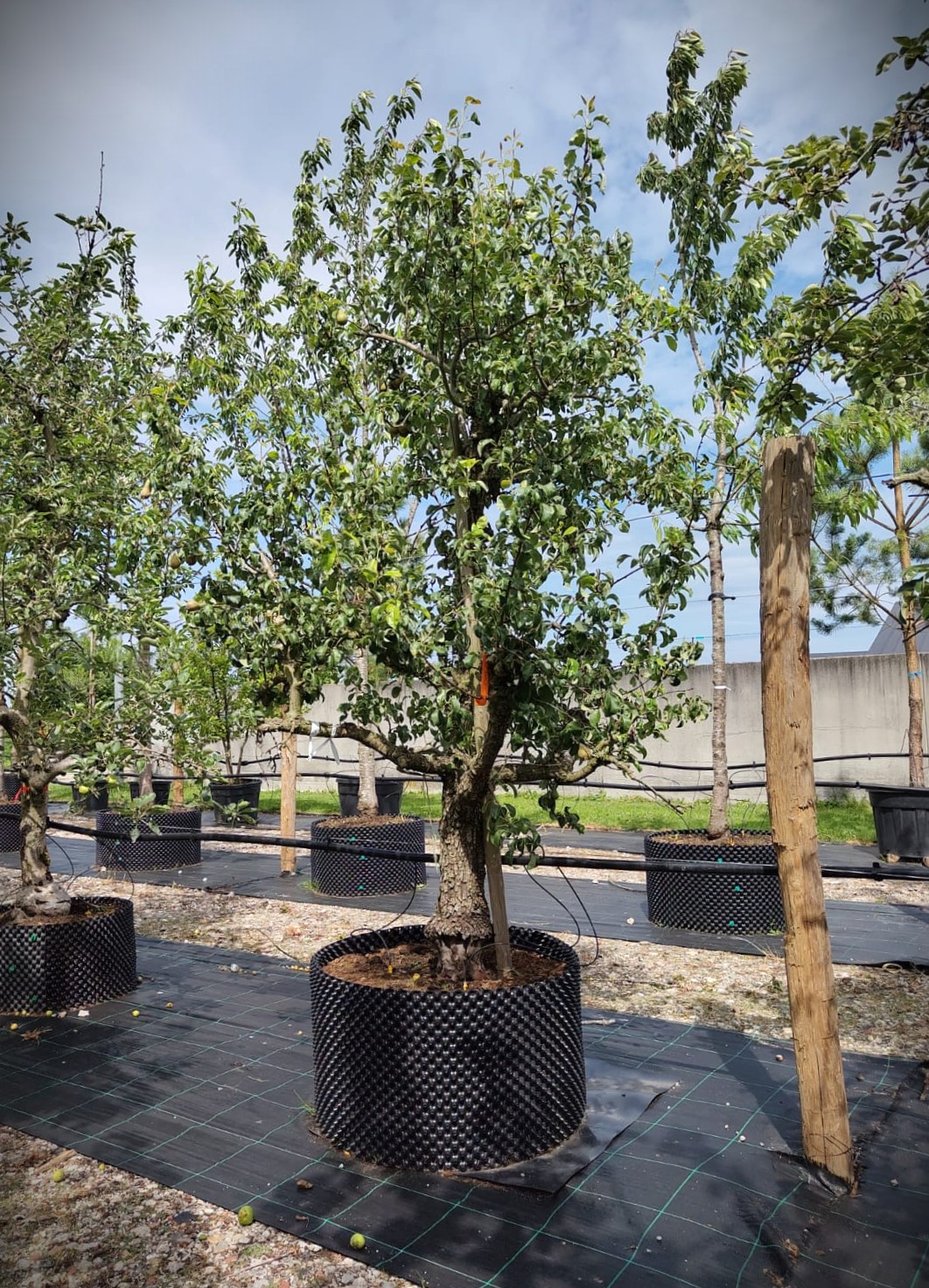 Perenboom 'Conference' | Laagstam