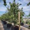 Perenboom 'Conference' | Laagstam