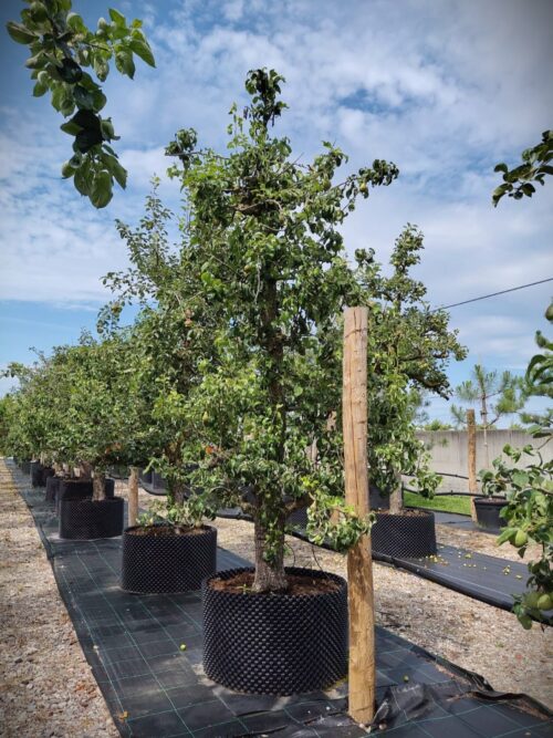 Perenboom 'Conference' | Laagstam
