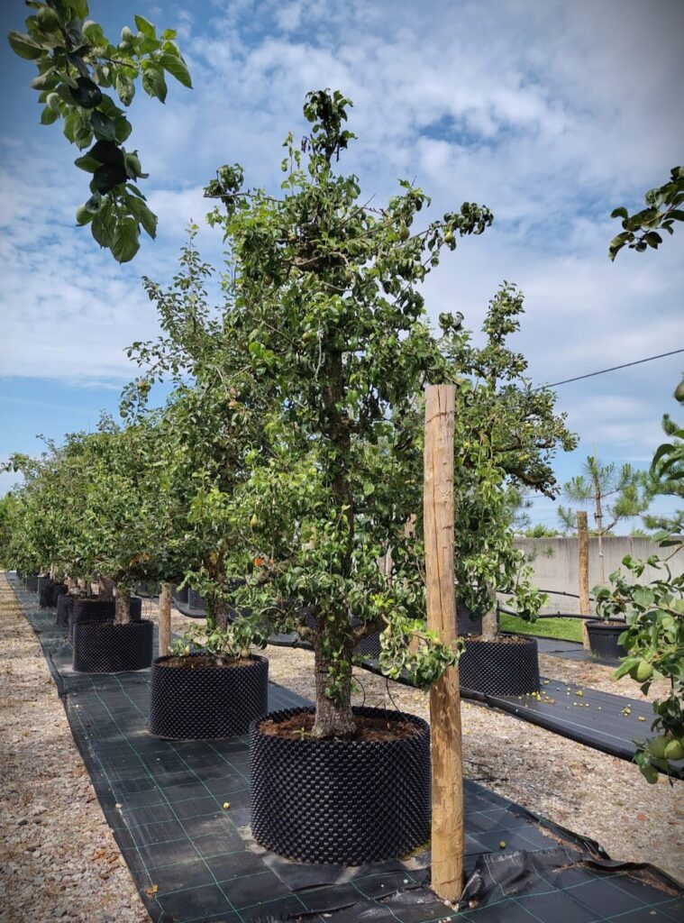 Perenboom 'Conference' | Laagstam