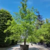 Moeraseik | Solitair