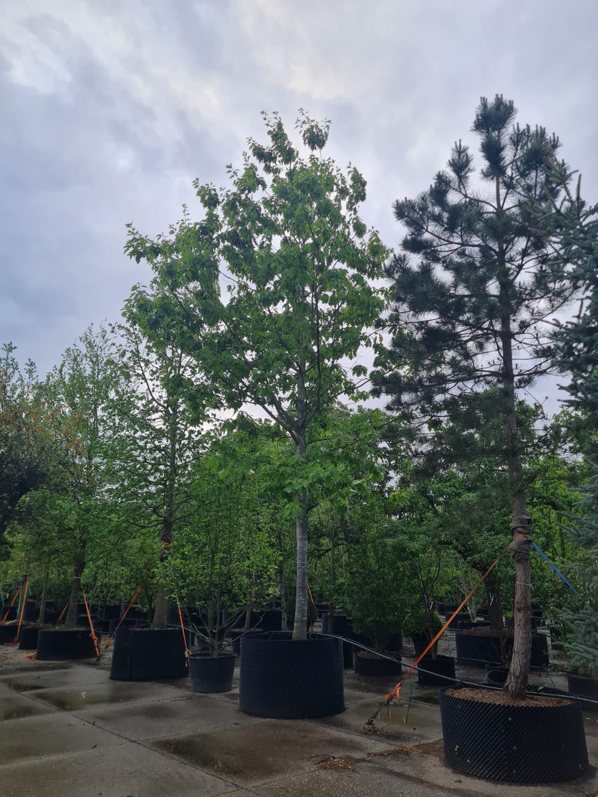 Amerikaanse eik | Hoogstam