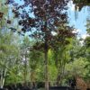 Rode Noorse esdoorn | Hoogstam