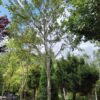 Rode esdoorn | Halfstam