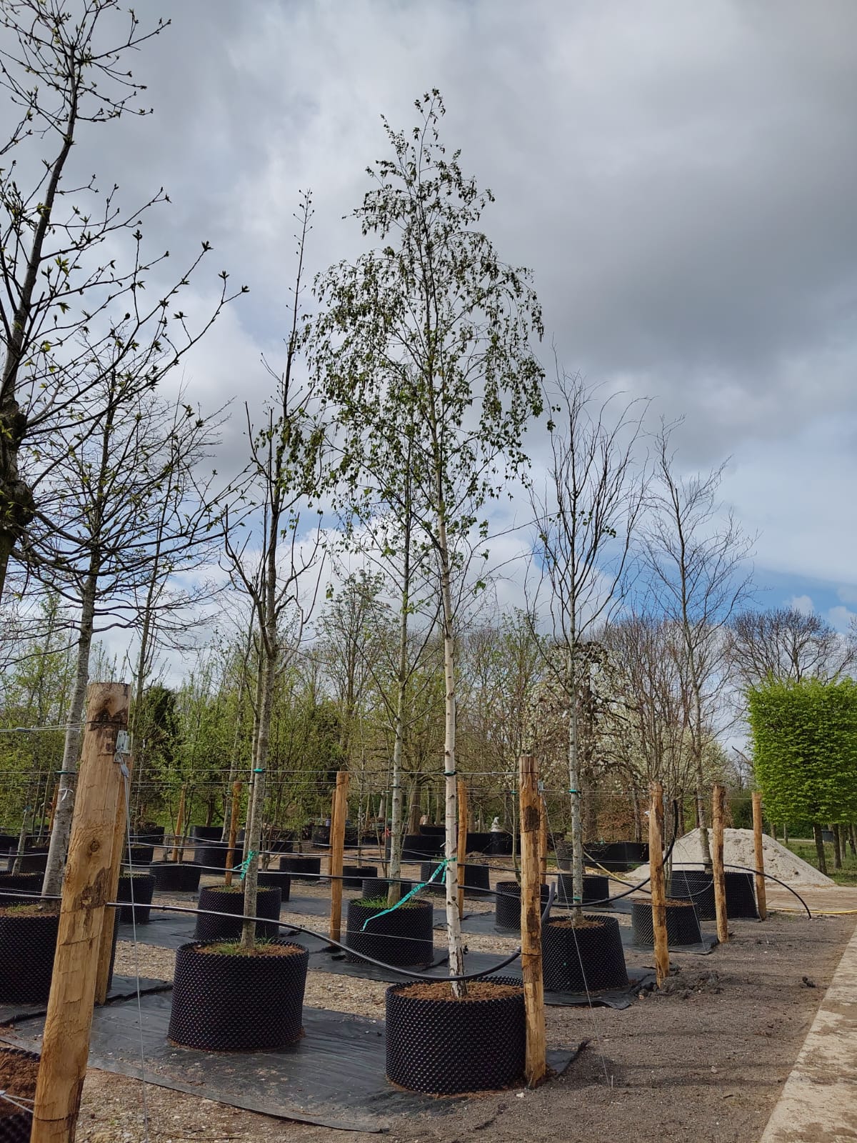 Ruwe berk | Hoogstam