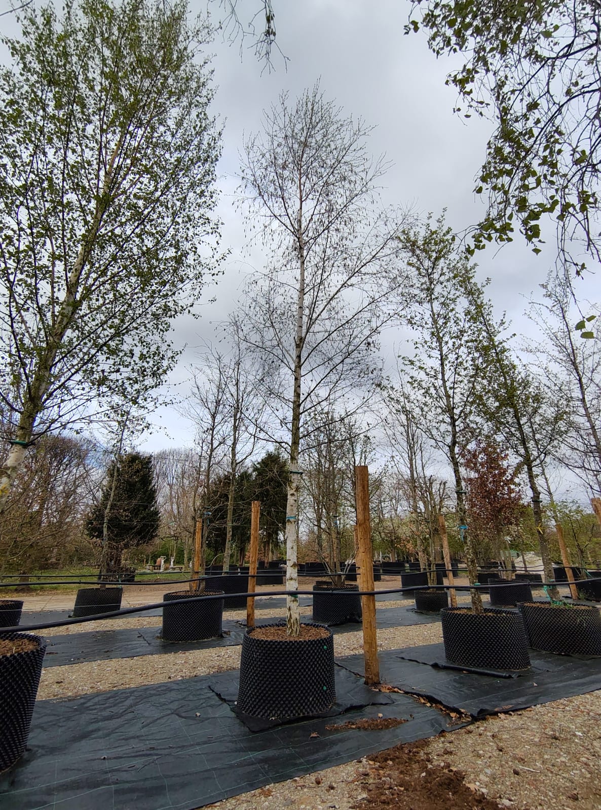 Ruwe berk | Hoogstam