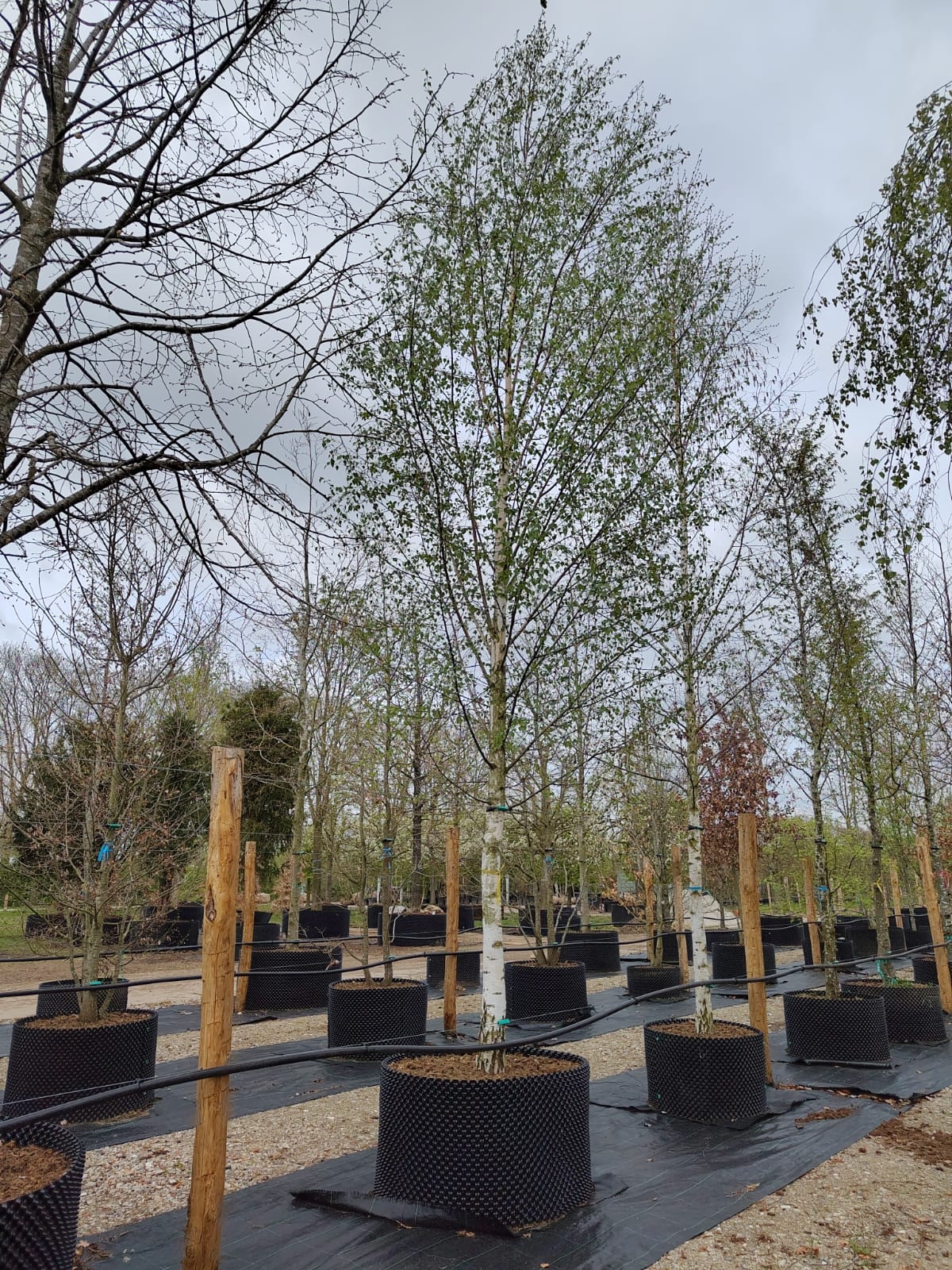 Ruwe berk | Hoogstam