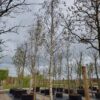 Ruwe berk | Hoogstam