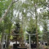 Gele treurwilg | Hoogstam