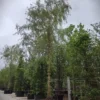 Gele treurwilg | Hoogstam