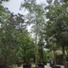Gele treurwilg | Hoogstam