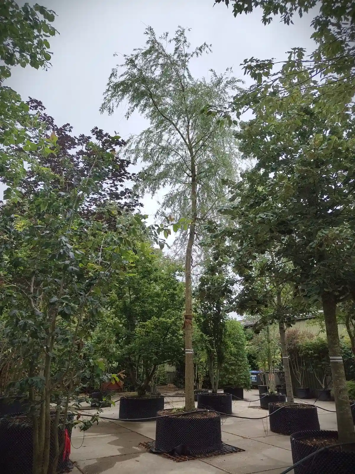 Gele treurwilg | Hoogstam