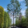 Sierkers 'Plena' | Hoogstam
