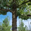 Perenboom 'Gieser wildeman' | Hoogstam