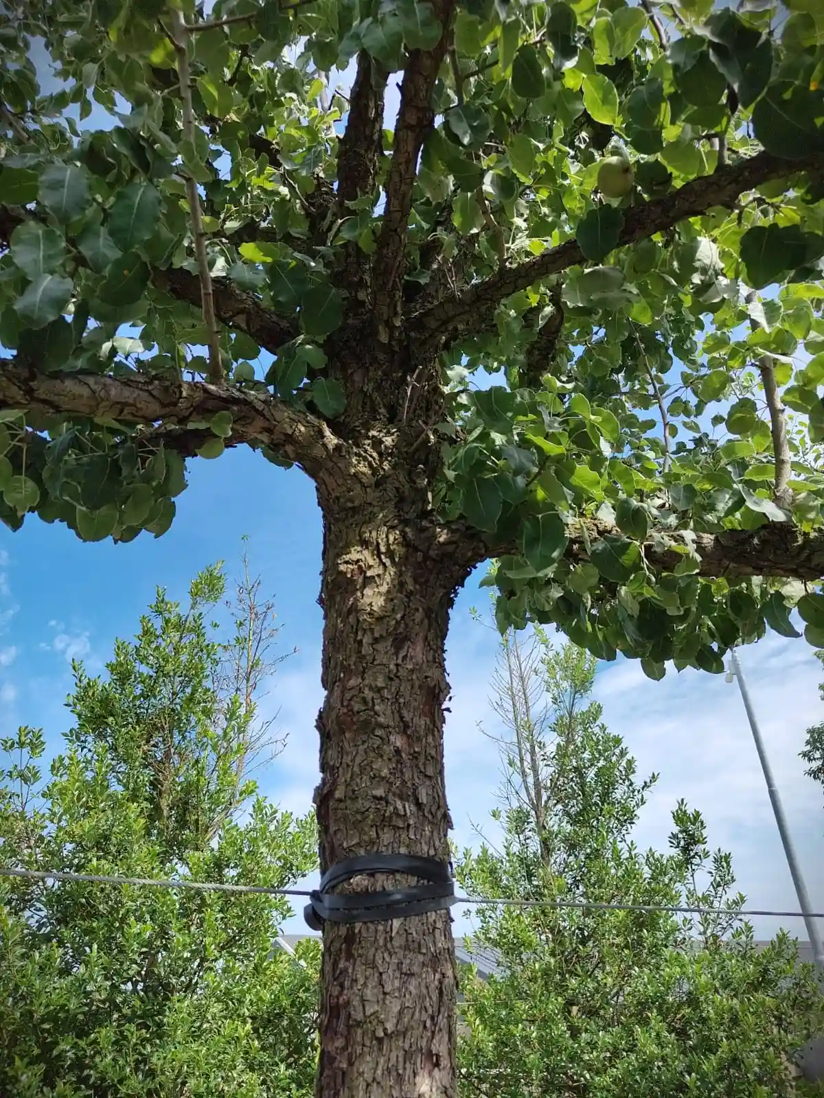 Perenboom 'Gieser wildeman' | Hoogstam