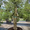 Appelboom 'Elstar' | Laagstam