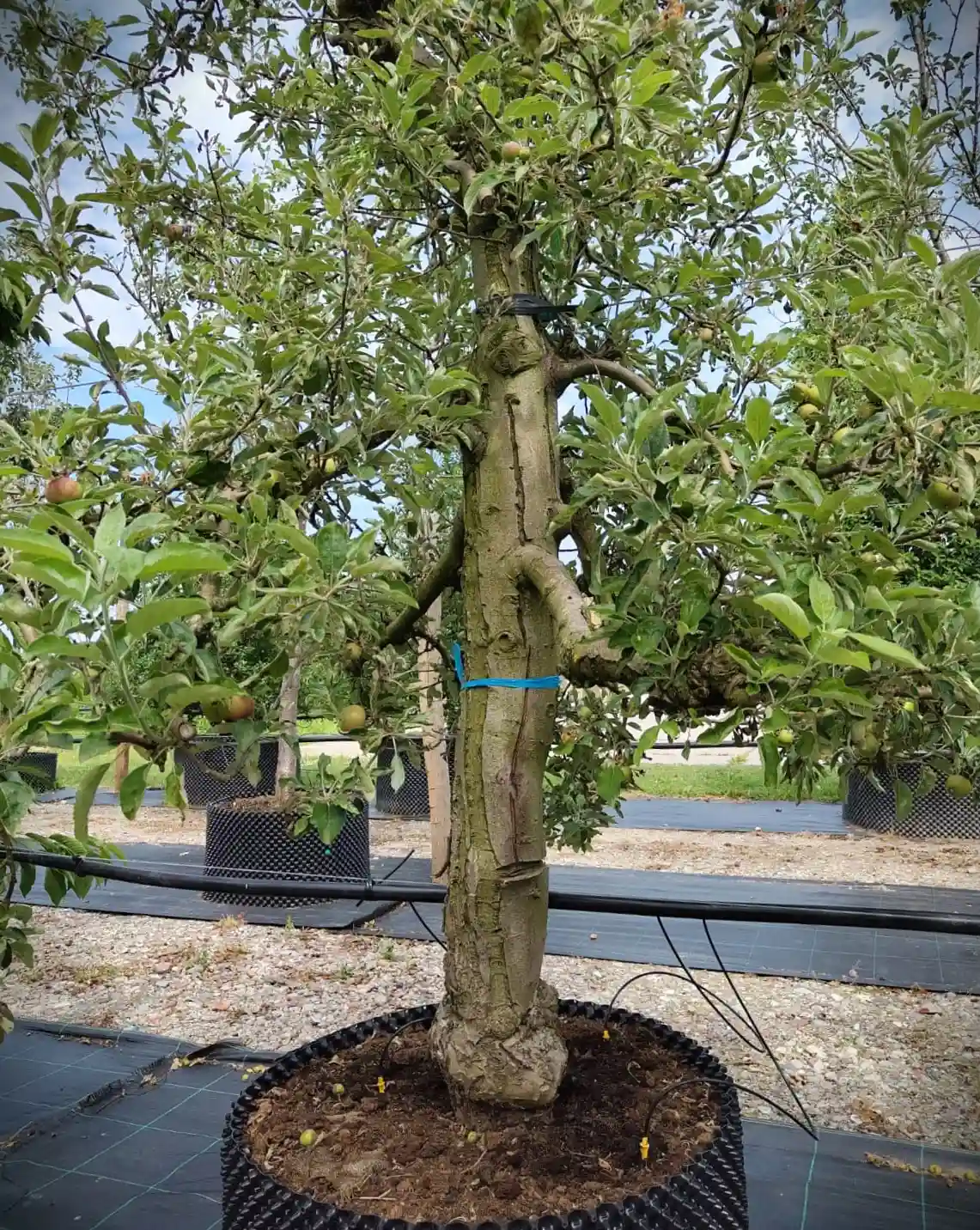 Appelboom 'Elstar' | Laagstam