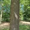 Witte moerbei | Hoogstam
