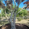 Japanse esdoorn 'Atropurpureum' | Meerstammig