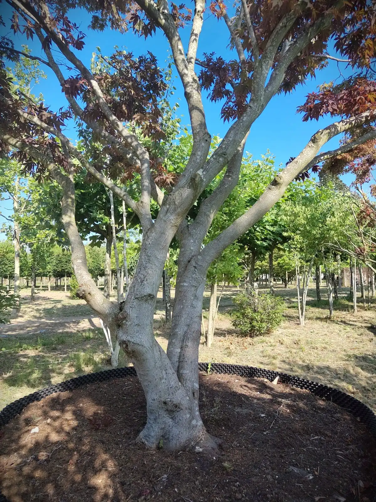 Japanse esdoorn 'Atropurpureum' | Meerstammig
