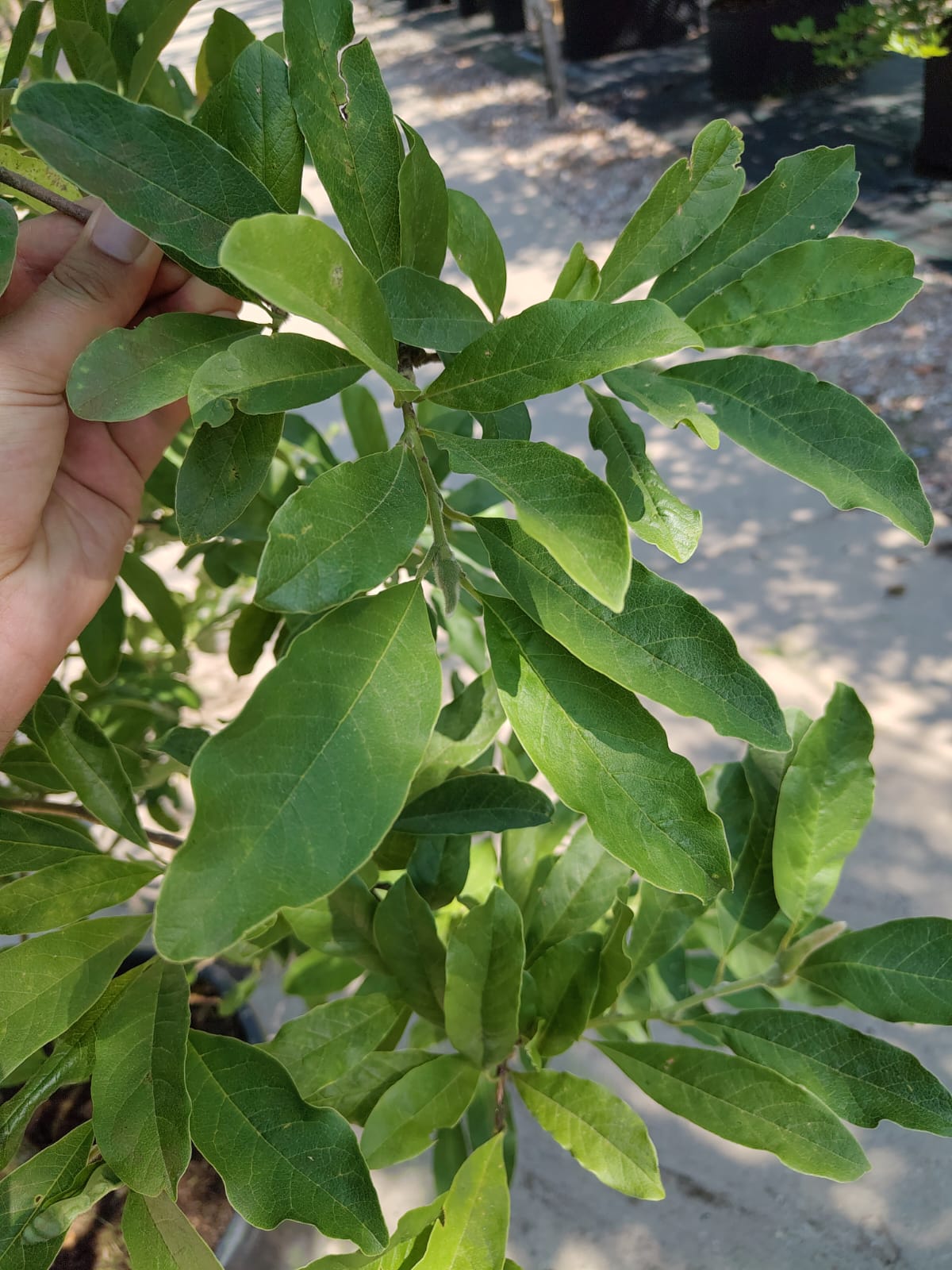 Stermagnolia 'Royal Star' | Meerstammig