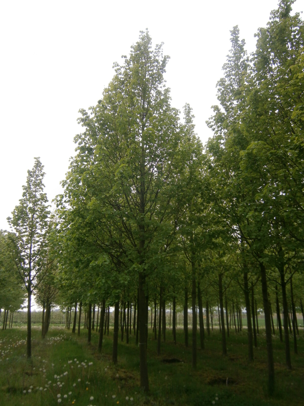 Winterlinde | Hoogstam