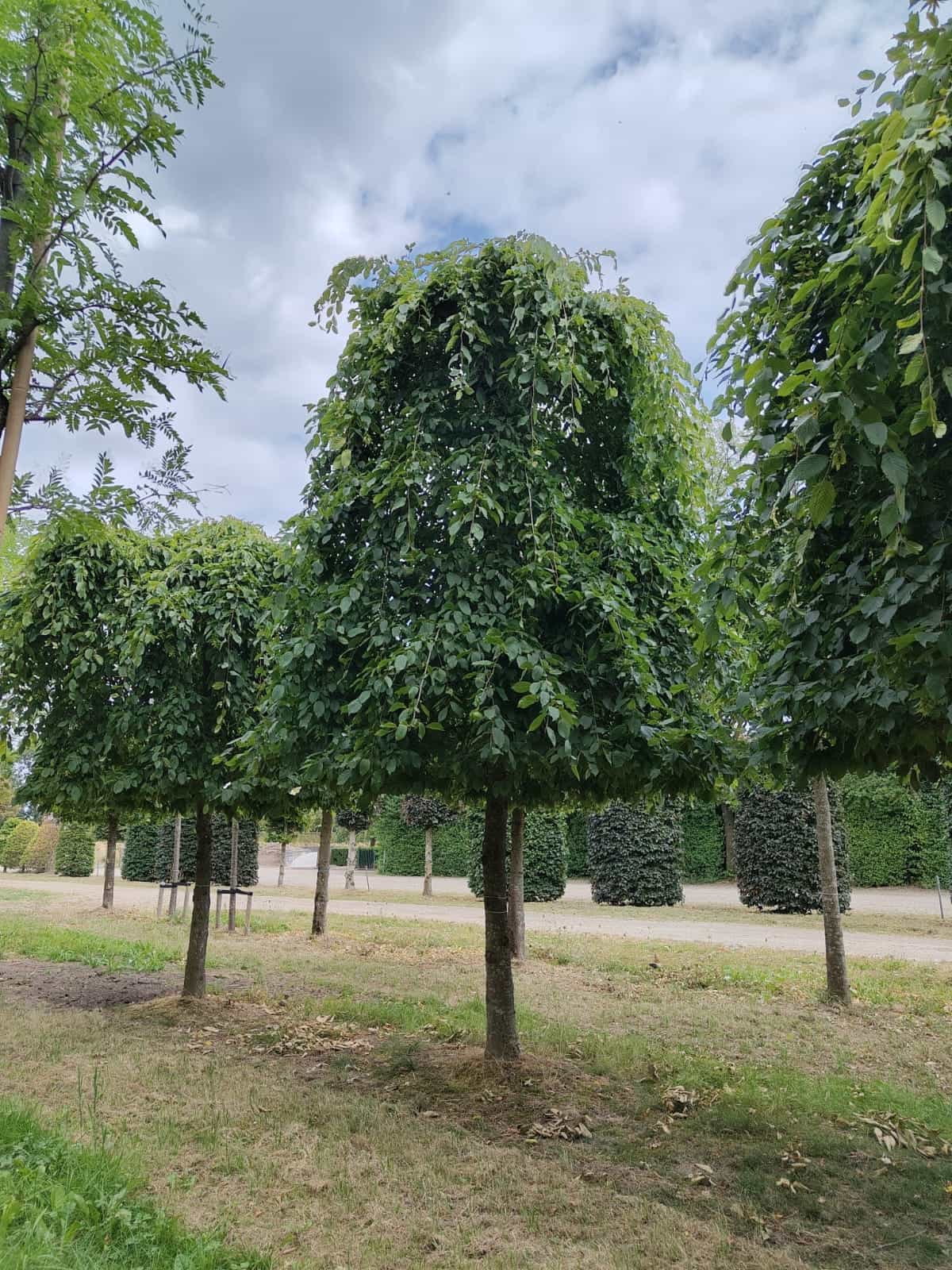 Treurhaagbeuk | Hoogstam