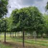 Treurhaagbeuk | Hoogstam