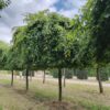 Treurhaagbeuk | Hoogstam